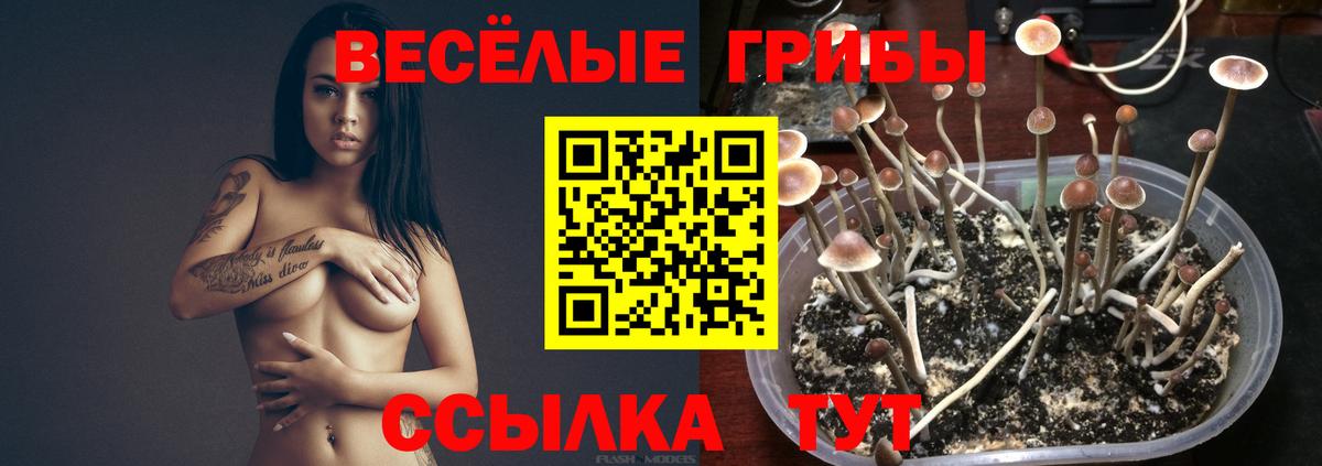 как найти закладки  Вход с VPN  Королёв  Галлюциногенные грибы Psilocybine cubensis 